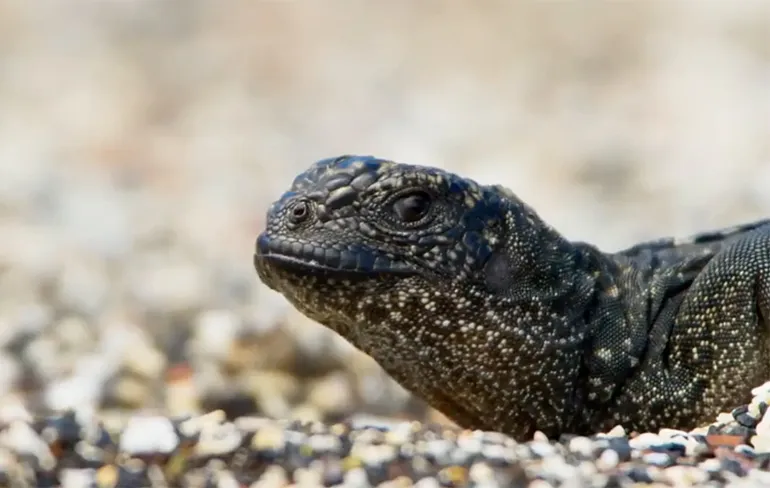 Vergeet David Attenborough! Ozzy Man doet scene Galapagoslandleguanen!
