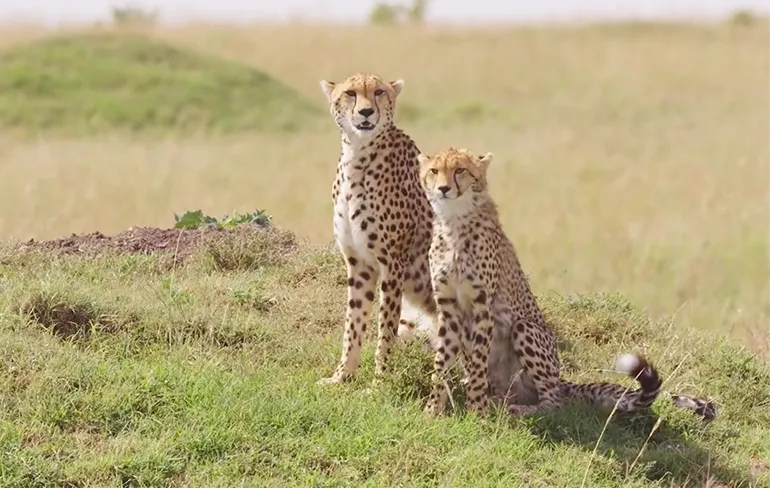 Verhaal van lokale gids maakt hapje eten van familie jachtluipaarden helemaal epic