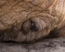 Verplaatsing olifant door Kenya Wildlife Services in beeld
