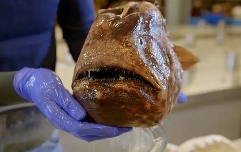 Verschil tussen vrouwelijke en mannelijke Vinarmigen is bizar groot