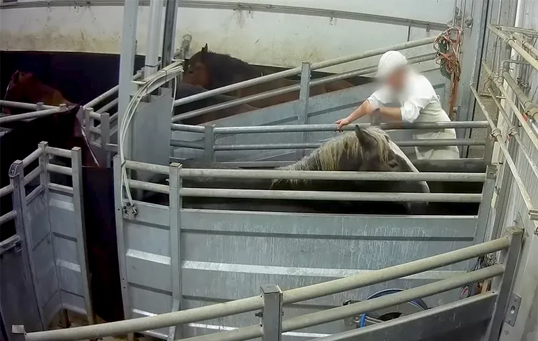 Verschrikkelijke beelden naar buiten gekomen van Franse paardenslachterij