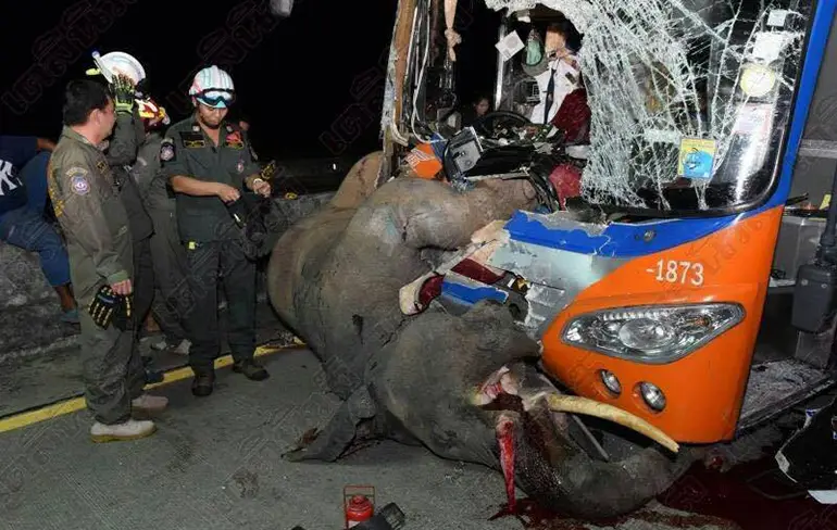 Verschrikkelijke crash met olifant en bus in Thailand
