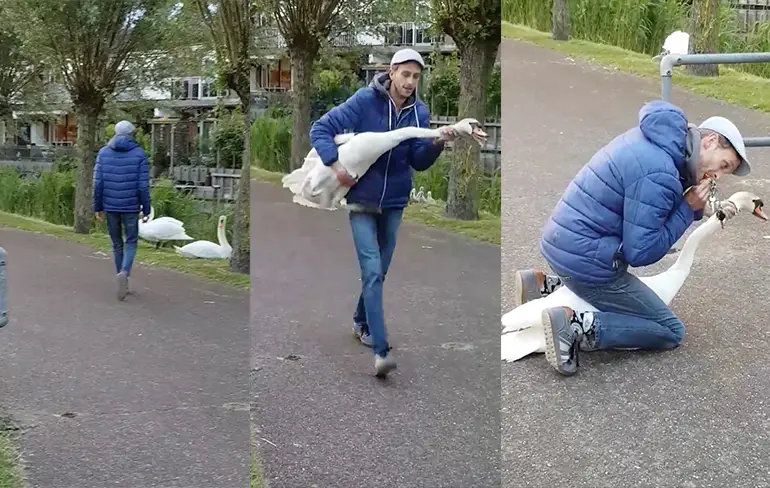 Video Man redt verstrikte zwaan uit vissersdraad in Den Hoorn