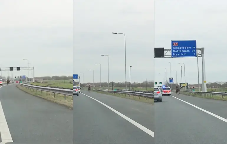 Video paard loopt los op de A9