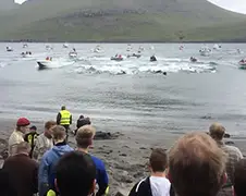 Video slacht Grienden begint na arrestatie Sea Shepherd bemanning
