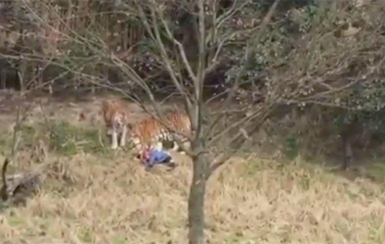 Video tijger doodt bezoeker dierentuin in Chinese stad Ningbo