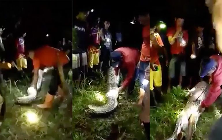 Video vermiste man terug gevonden in maag grote python