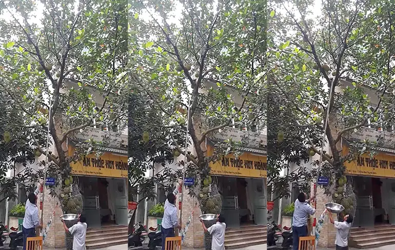 Vietnamees scoort gratis hoofdpijn bij zijn gratis fruit