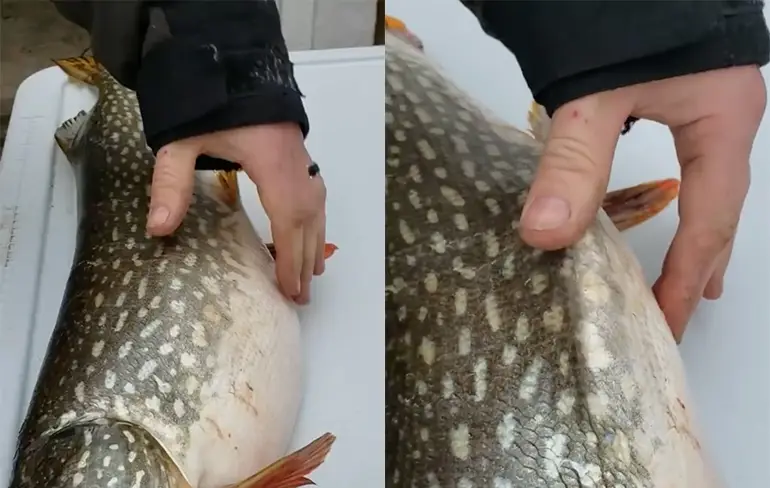 Vissers vinden verrassing in gevangen vis
