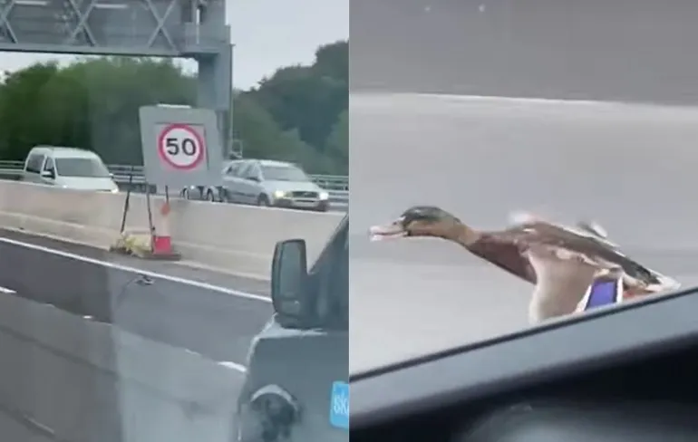 Vliegende eend kan aardig meekomen op de snelweg