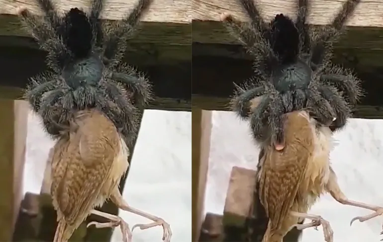 Voer voor nachtmerries: Vogelspin heeft vogel op het menu staan