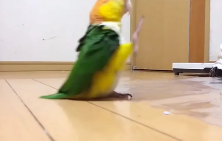 Vogel kan Duitse Marsmuziek wel waarderen