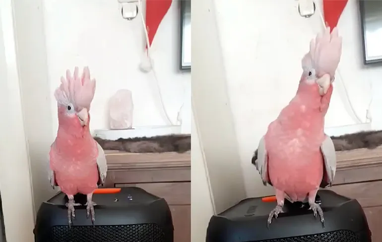 Vogel kan muziek om te bouncen wel waarderen