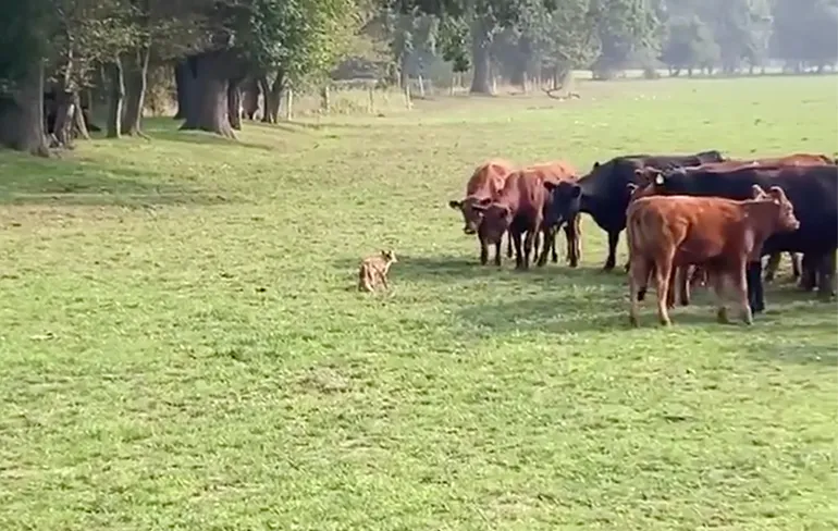 Vos komt erachter dat je een kudde koeien niet uit moet dagen