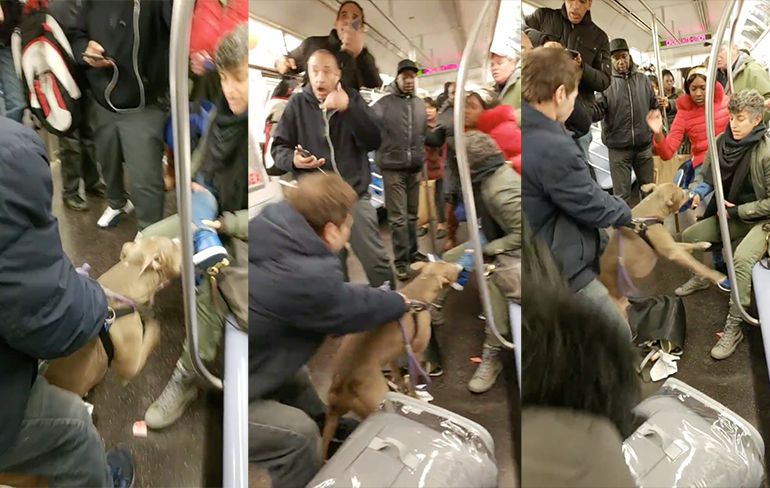 Vrouw aangevallen door Pit Bull in Metro New York