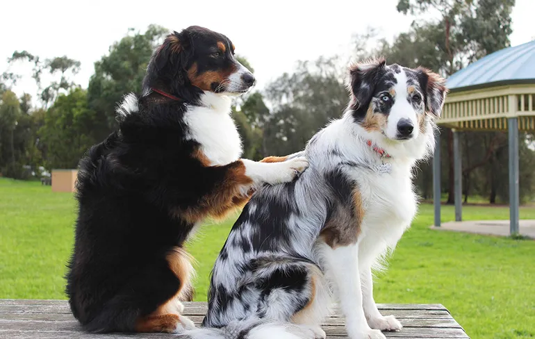 Vrouw bestelt massage apparaat bij Bol.com, maar krijgt massagestaaf