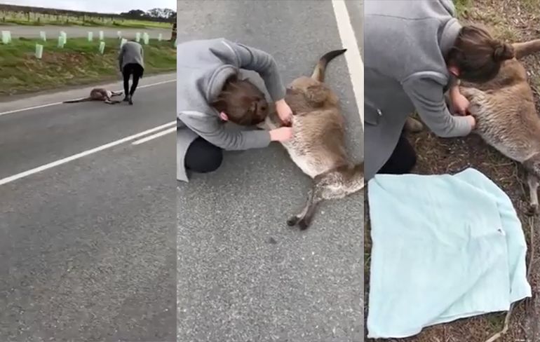 Vrouw gaat kijken bij aangereden kangoeroe en vindt kleine in buidelzak