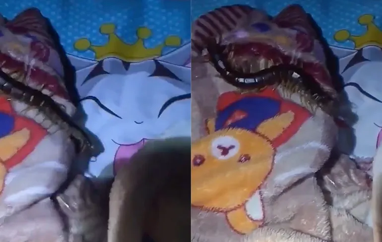 vrouw gebeten door duizendpoot die zat verstopt in dekentje