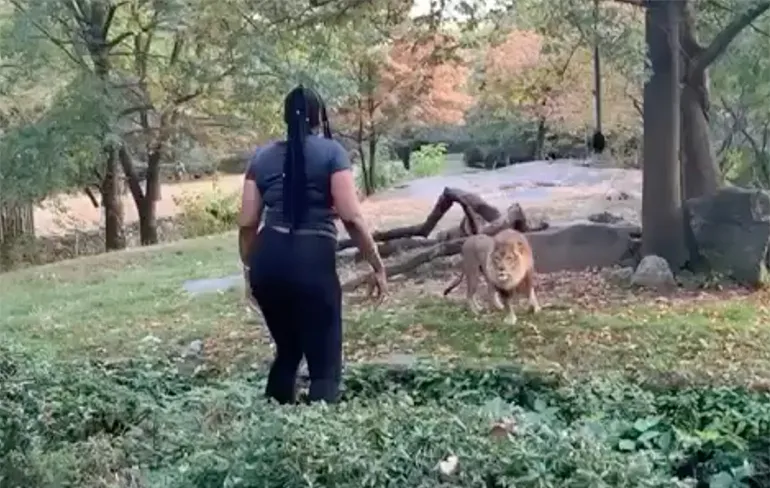 Vrouw klimt in de Bronx Zoo in het leeuwenverblijf om leeuw te pesten