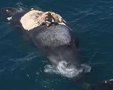 Waaghals klimt op door haaien omringd karkas walvis