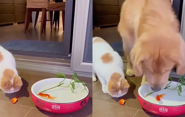 Waarom honden beter zijn dan katten: Hond redt vis