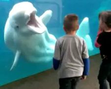 Witte walvis maakt kinderen aan het schrikken