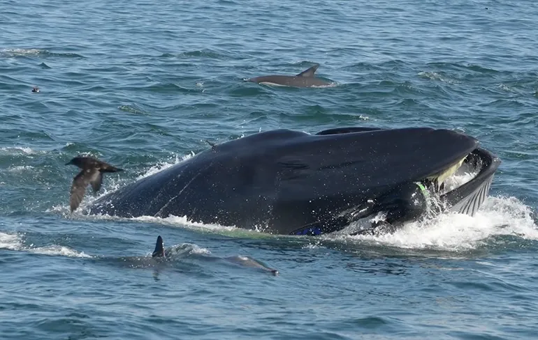Walvis slikt duiker in en spuugt hem weer uit