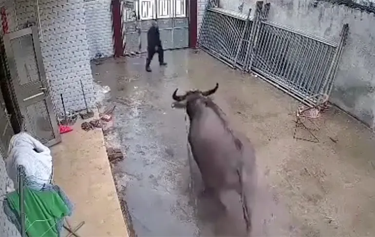 Waterbuffel geeft een zeer warm welkom