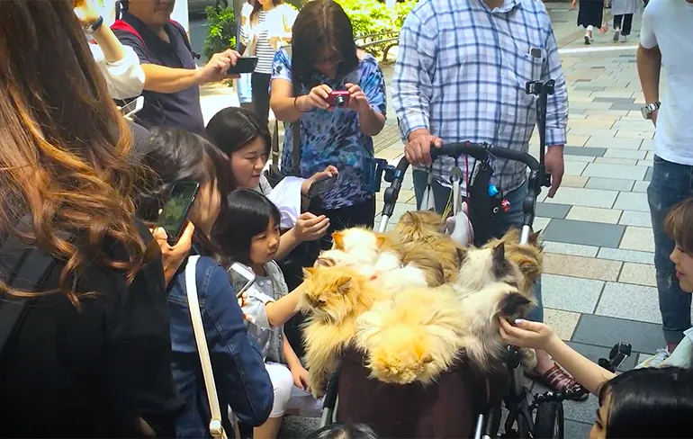 Weleens 10 katten in een kinderwagen gezien?