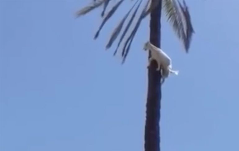 Weleens een geit in een palmboom gezien?
