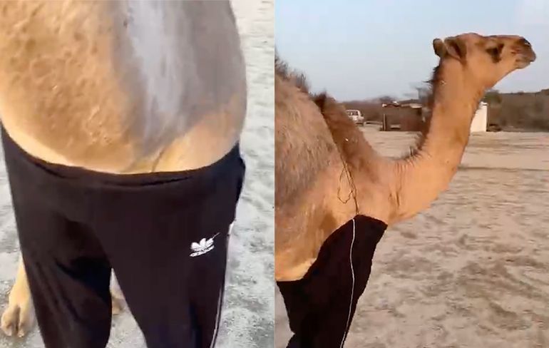 Weleens een kameel in een trainingsbroek gezien?