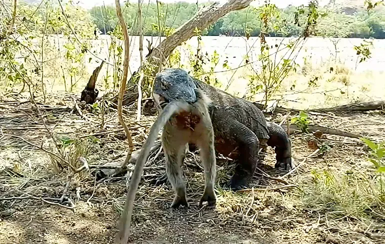 Weleens een Komodovaraan een aap naar binnen zien werken?