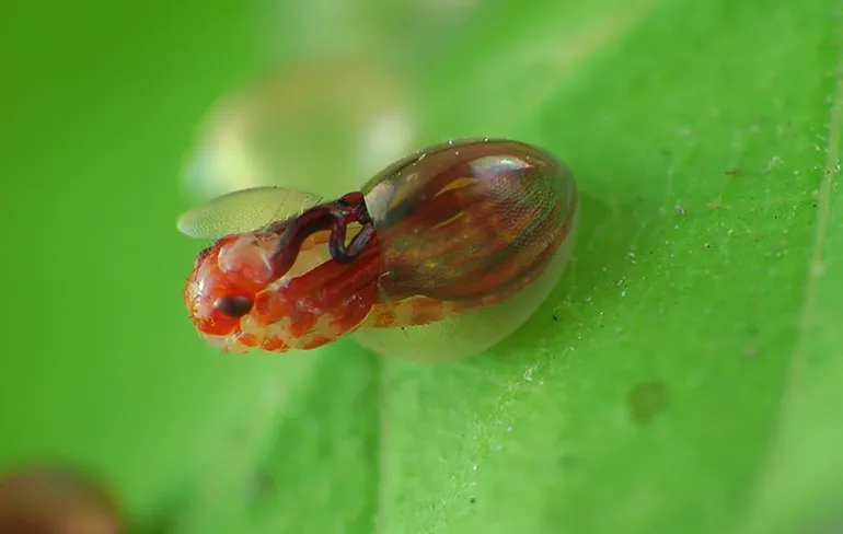 Weleens een rode roofwants uit een ei zien kruipen?