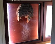 Wespen hebben nest gebouwd tegen raam