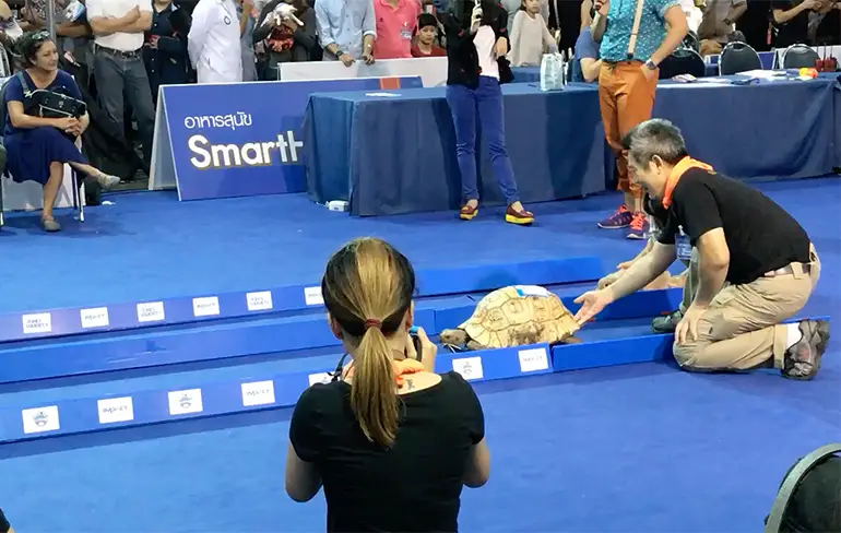 Wie is er sneller, de haas of de schildpad?
