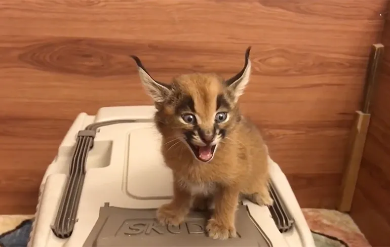 Wilde kat klinkt als een laser