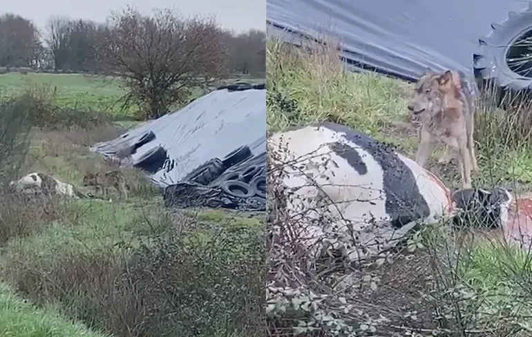 Wolf heeft koe op het menu staan