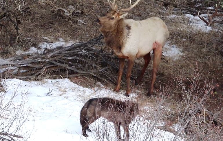 Wolven vallen Wapiti aan in Yellowstone National Park