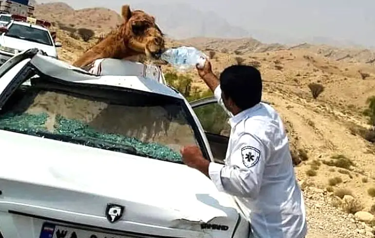 WTF: Auto en dromedaris zijn op elkaar geknald