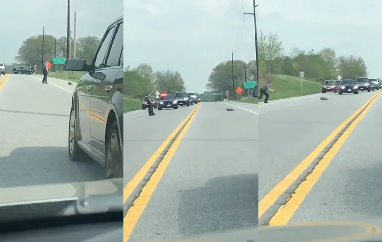 WTF: Bosmarmot hindert verkeer, agent knalt beestje af