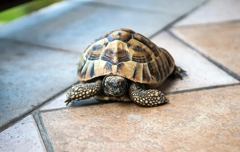 WTF: Dokters vinden schildpad in vagina van vrouw na wilde feestnacht