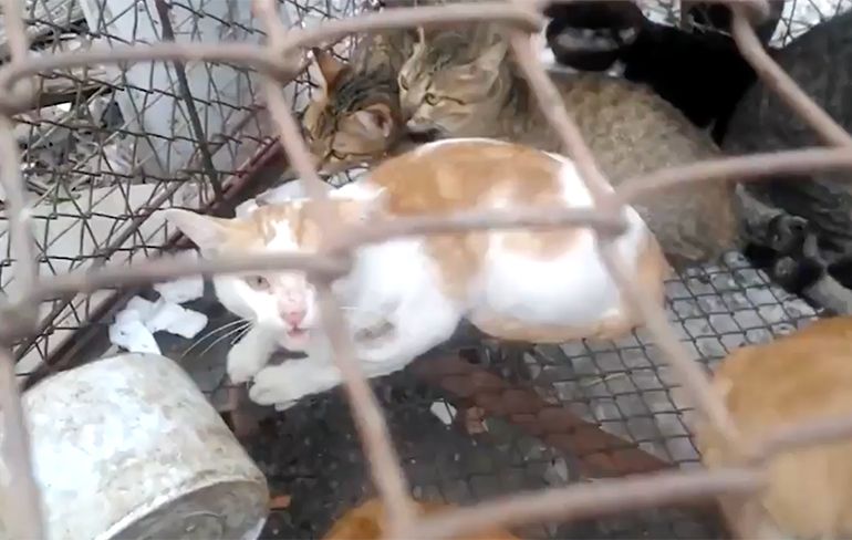 WTF: Kattenredder maakt beelden van kattenmarkt in Vietnam
