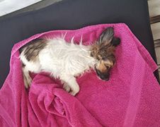 WTF: Kleuter pakt hondje af en verdrinkt beestje in fontein