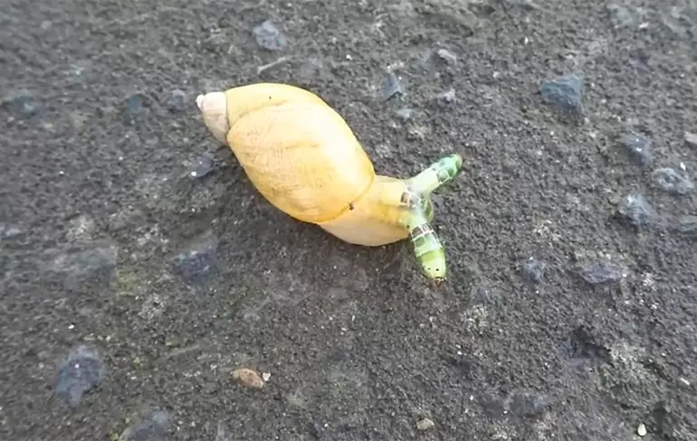 WTF: Slak heeft last van parasitaire wormen