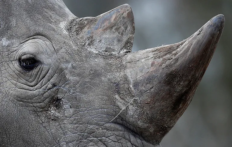 WTF: Stropers doden neushoorn in dierentuin in Frankrijk