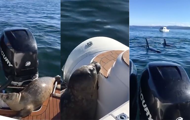 Zeehond heeft nog geen zin om Orka voer te worden en springt op boot