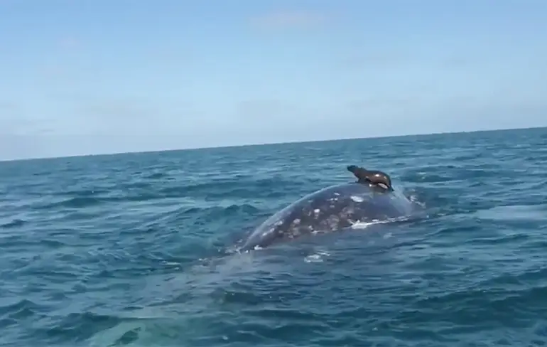 Zeehond vaart klein stukje mee op rug walvis