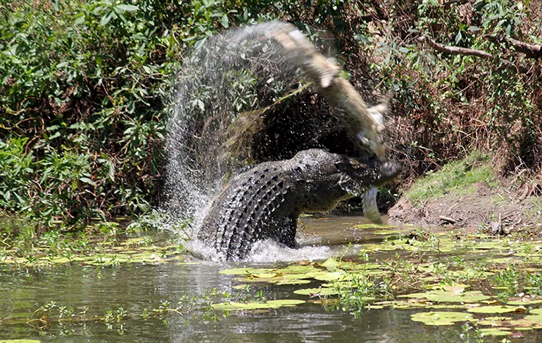 Zeekrokodil gooit andere krokodil in de lucht en eet hem op