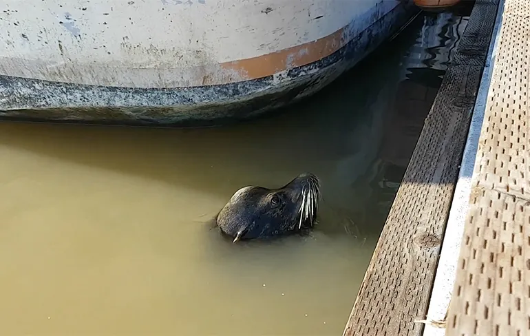 Zeeleeuw laat klein meisje zwemmen