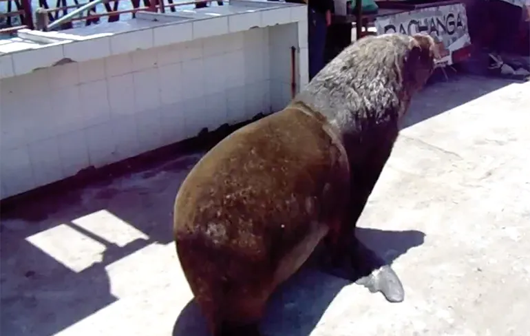 Zeeleeuw zoekt zelf de weg en maakt een plonsje!